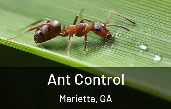  Ant Control Marietta, GA