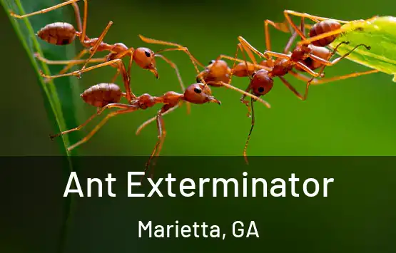  Ant Exterminator Marietta, GA