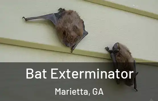  Bat Exterminator Marietta, GA