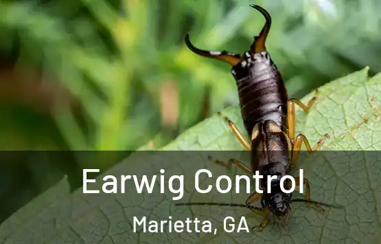  Earwig Control Marietta, GA