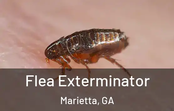  Flea Exterminator Marietta, GA