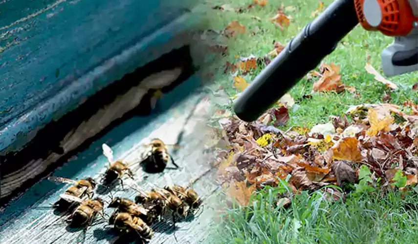 Wasps Pest Control Marietta, GA