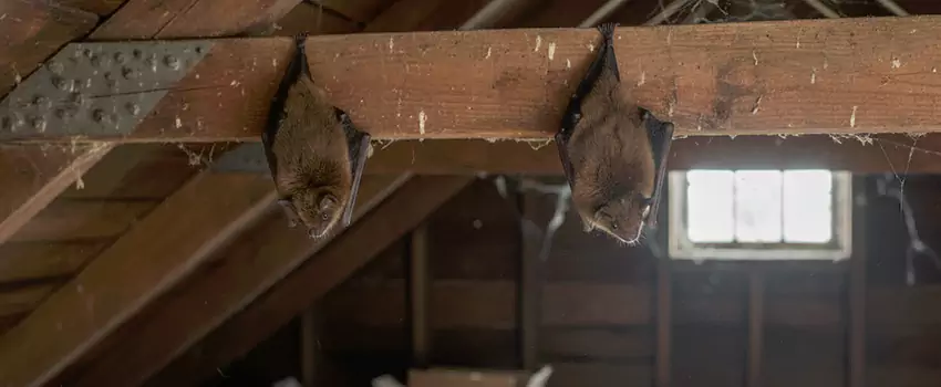 bat-exterminator in Marietta, GA
