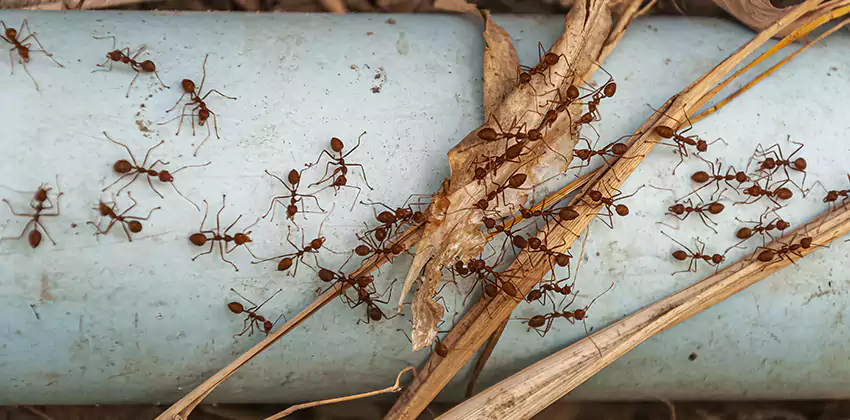 Fire Ant Extermination in Yards, Parks, and Outdoor Spaces Marietta, GA