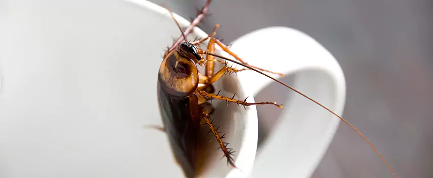 cockroach-treatment in Marietta, GA