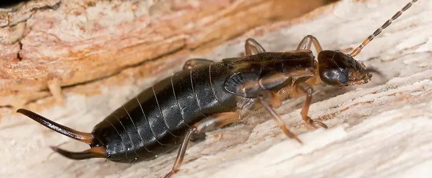 earwig-control in Marietta, GA