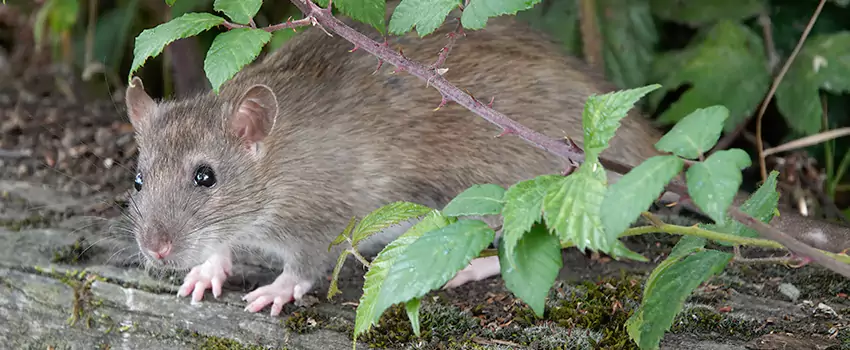 mice-control in Marietta, GA