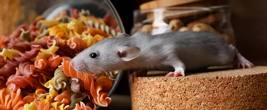 mouse-exterminator in Marietta, GA