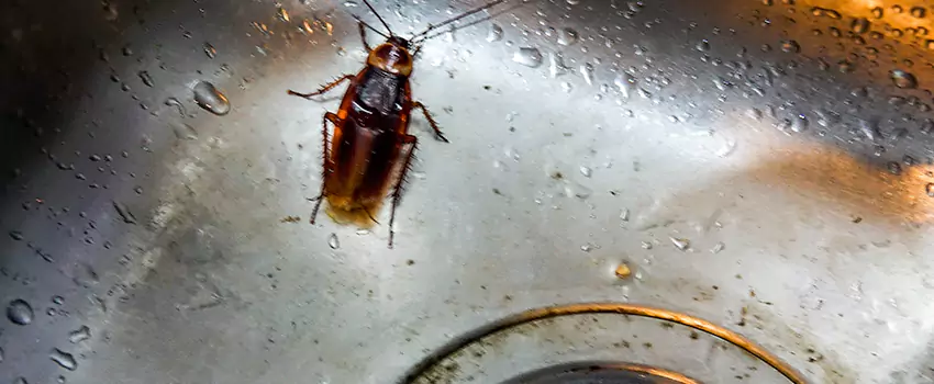 roach-control in Marietta, GA