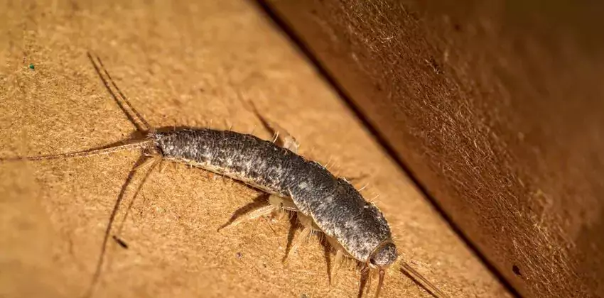 silverfish-control in Marietta, GA