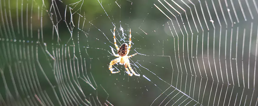 spider-pest-control in Marietta, GA