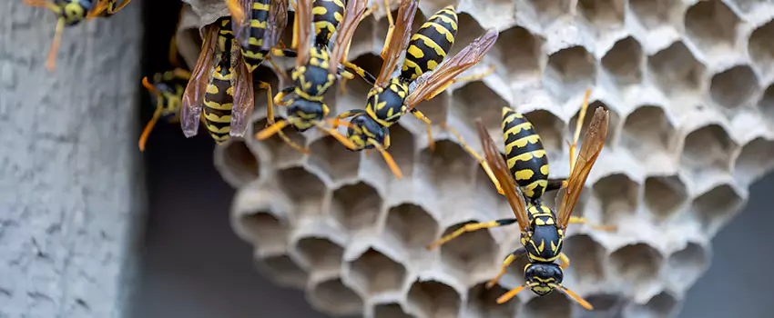 wasp-pest-control in Marietta, GA