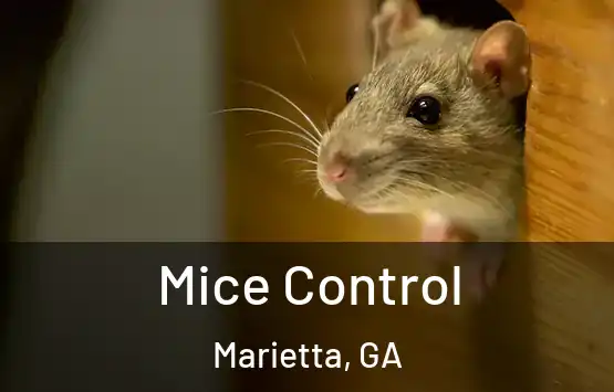  Mice Control Marietta, GA