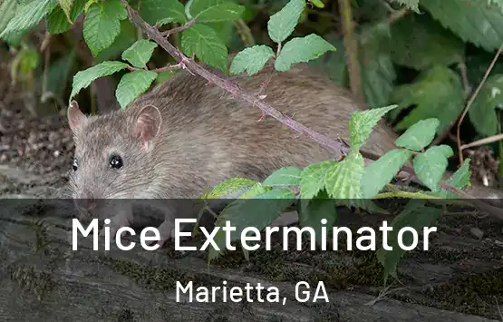 Mice Exterminator Marietta, GA