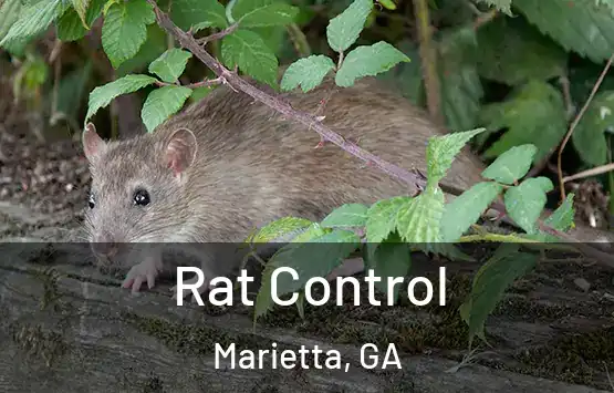  Rat Control Marietta, GA