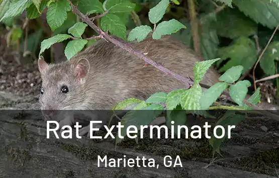  Rat Exterminator Marietta, GA