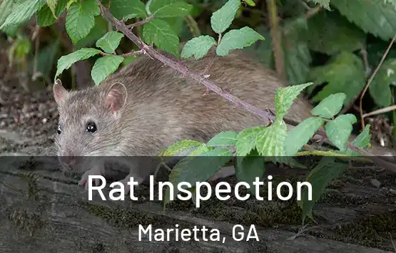  Rat Inspection Marietta, GA