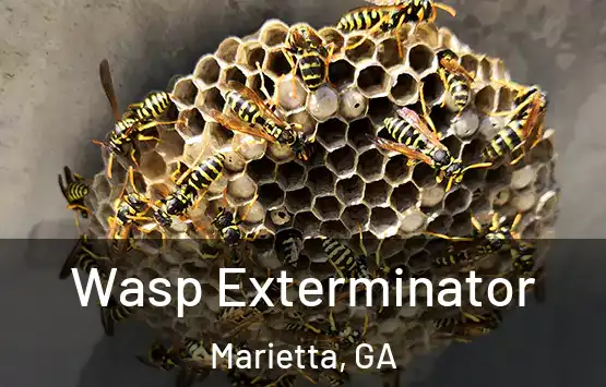  Wasp Exterminator Marietta, GA