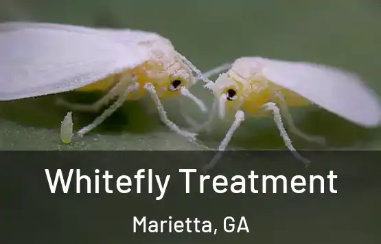  Whitefly Treatment Marietta, GA