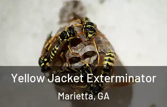  Yellow Jacket Exterminator Marietta, GA
